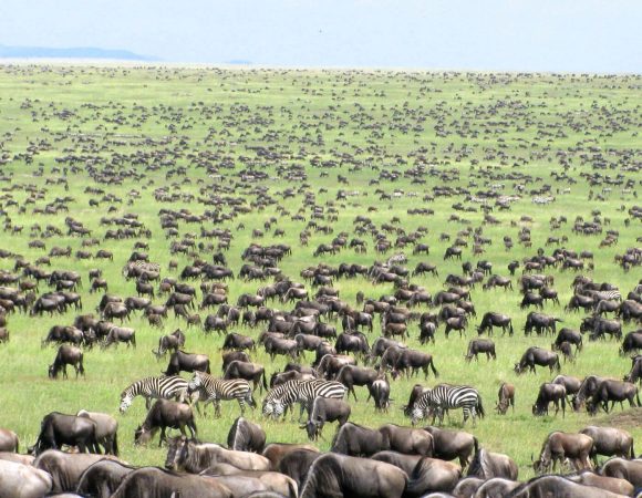 How Does the Wildebeest Migration Work?