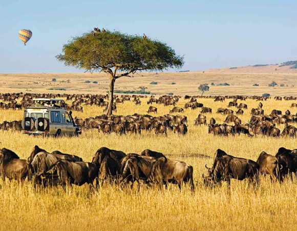 All You Need to Know About Your Tanzania Safari