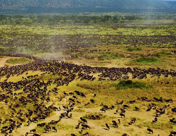 How Does the Wildebeest Migration Work?