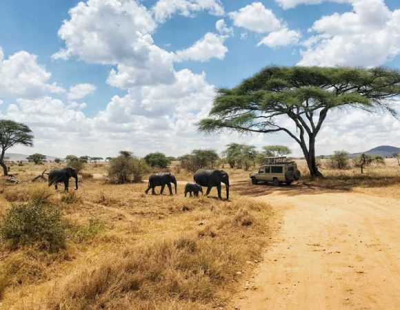 elephant-family-safari-in-serengeti