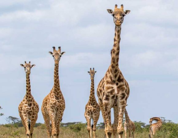 Serengeti Journey for 6 Days and 5 Nights