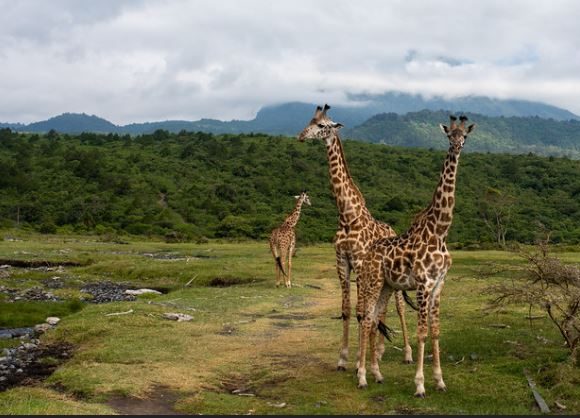 Arusha-national-parka