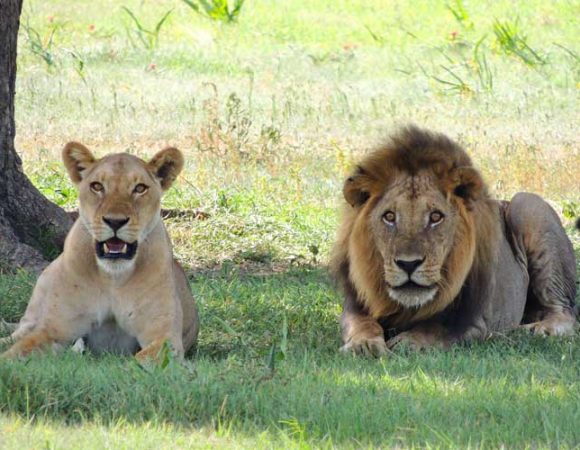 Lions-in-Serengeti