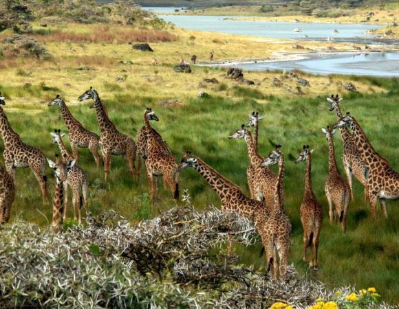 giraffes_arusha_tanzania