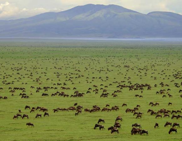 migration-to-serengeti