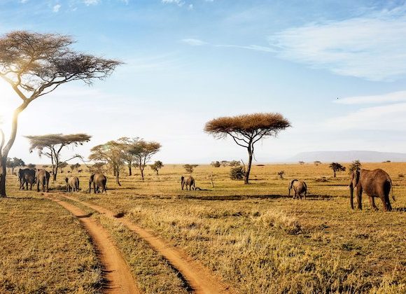 10 Days Tanzania Safari and Zanzibar