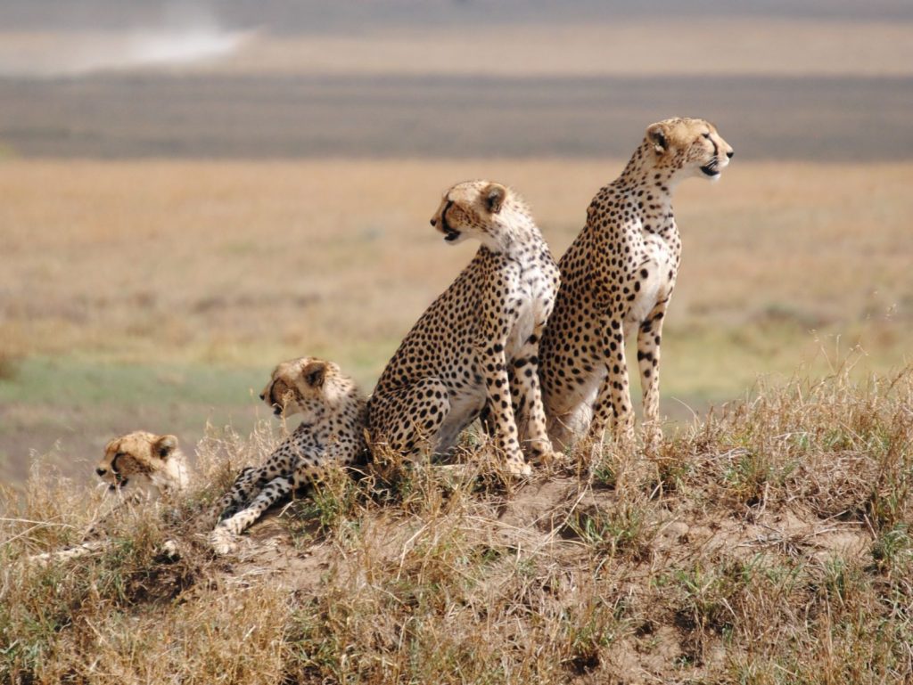 kibo mawenzi safaris