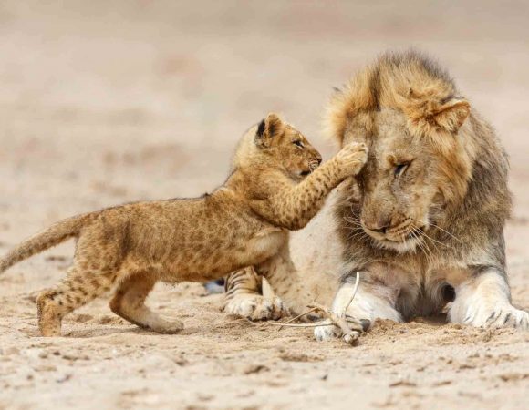 Lion-and-Cub-in-Serengeti-National