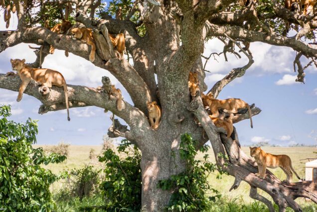 7 Day Wildlife Odyssey Tarangire, Serengeti, Ngorongoro, Including Night Game Experience