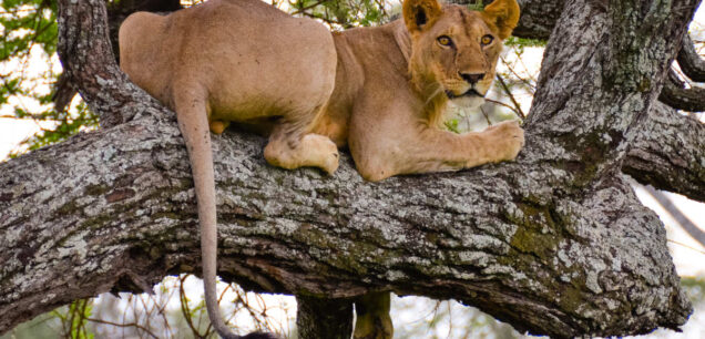 Lake Manyara National Park