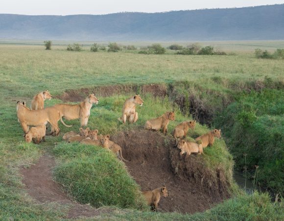 Ngorongoro-crater lions -Serengeti-African-Tours