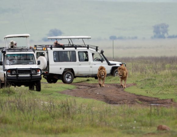 tourists in off-road vehicles watching lions in the ngorongoro crater in tanzania