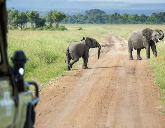 Safari cars are following a large African Elephants (Loxodonta)in the plains of the Masai Mara.