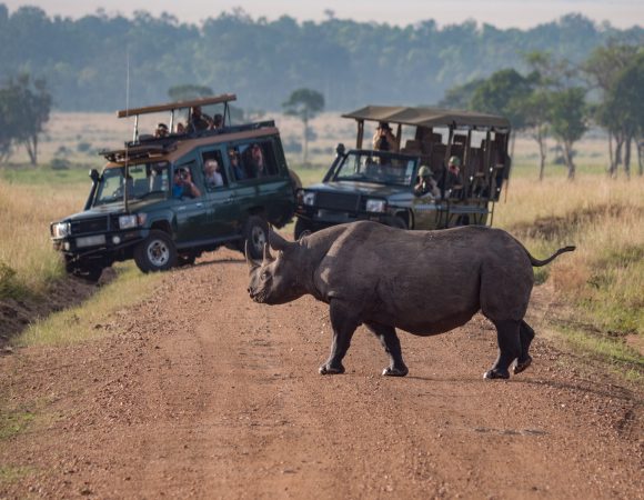Rhino Crossing the Road in Africa