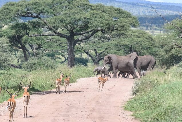6 Days Mid-Range Tanzanian Wildlife Adventure