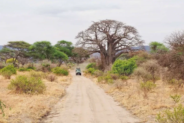 7 Day Graceful fly-in and out Budget group safari from Zanzibar