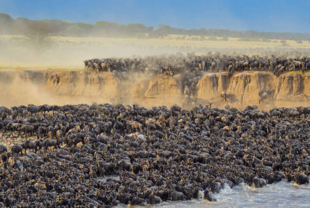10 Days Great Wildebeest Migration Safari – Serengeti & Mara River Crossing
