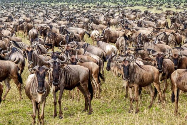 10 Day Fly Out Ultimate Safari Great wildebeest Migration the Northern Circuit