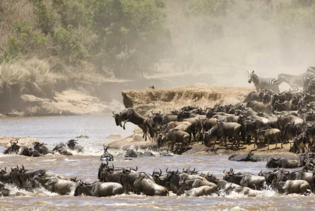 6 Day Wildebeest River Crossing Serengeti & Ngorongoro Safari