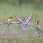 Tanzania Bird Watching Safari - Bee Eater