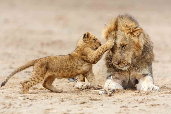Lion-and-Cub-in-Serengeti-National