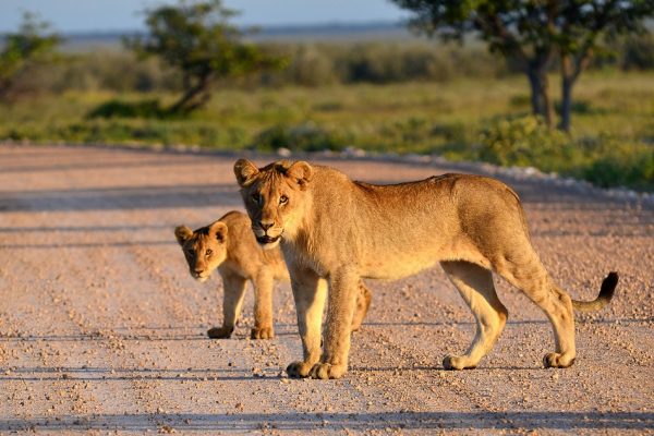 Tarangire lion-serengeti-African Tours