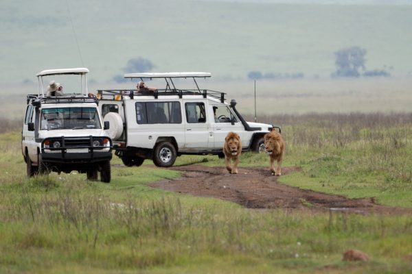 tourists in off-road vehicles watching lions in the ngorongoro crater in tanzania