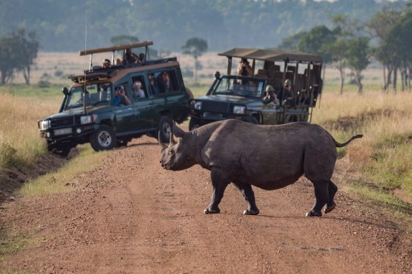 Rhino Crossing the Road in Africa